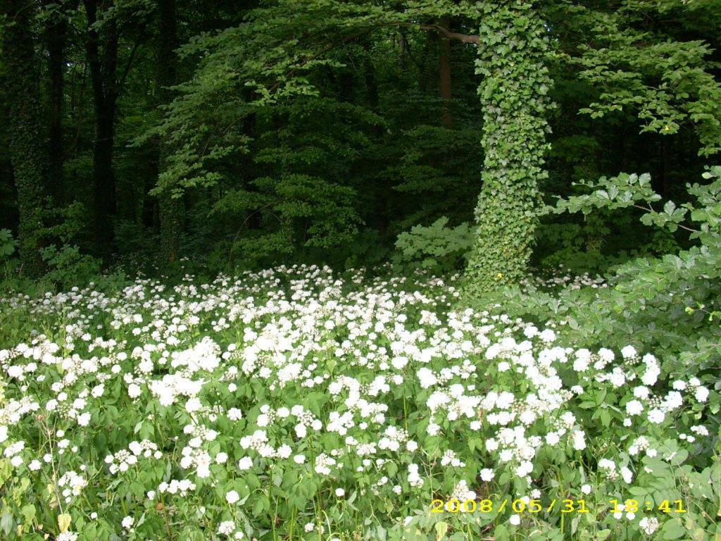 Spreewaldunterkunft Buchecker Lübben Exteriér fotografie